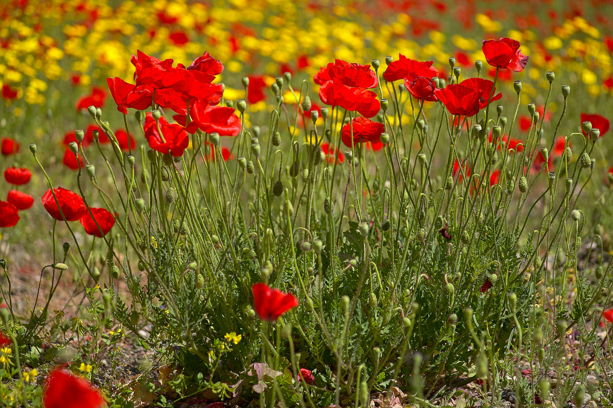 Gelbe Margeriten und roter Mon